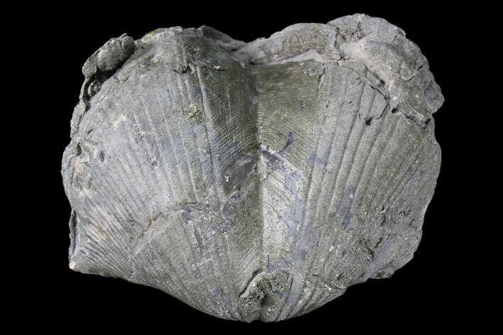 Pyrite Replaced Brachiopod (Paraspirifer) - Ohio #85558